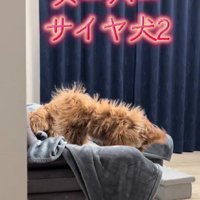 「スーパーサイヤ犬」