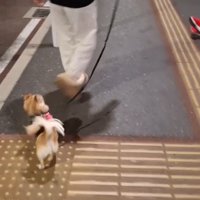 CoCoちゃんとパパさんの再会3