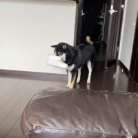 スリッパを咥えたコテツくん