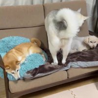 兄姉大好き！