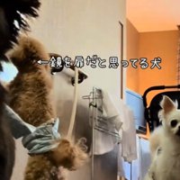 ドアの横に掛かっている鏡を覗き込むトイプードル