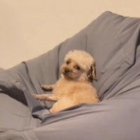 先輩犬のらいくん
