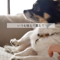 しずくちゃんの変化3