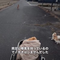 ドッグカートに乗る大型犬