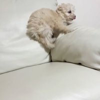 ソファーの上で遊ぶ子犬