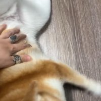 ひっくり返るコムギックスさん