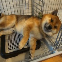 おにぎりくんの散歩拒否3