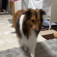 素直に来てくれました