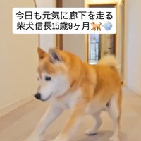 駆け寄ってきた信長くん