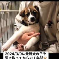 抱っこされて硬直する子犬