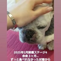 女性に撫でられながら元気がなさそうなフレンチブルドッグ