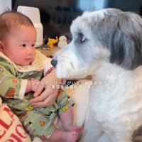 隣で赤ちゃんを見つめる犬