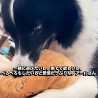 おもちゃでアピール♪