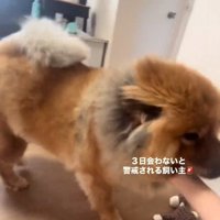 撫でられるうーちゃん