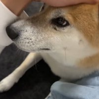 撫でられる福くん