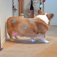 おじいちゃんの前を歩く犬
