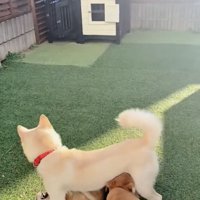 子犬たちと両親犬