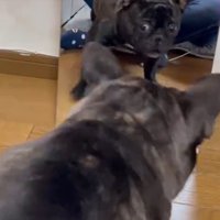 鏡で自分の姿を見た秀吉くん3