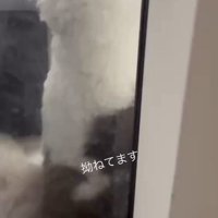 ドアの前に座るポン太くん1