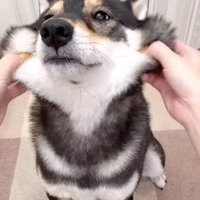 ほっぺが伸びる柴犬