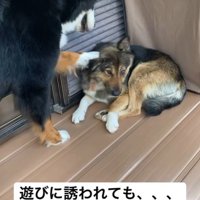 わらびちゃんはスルー！