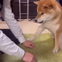 やっぱり「わらび」！！