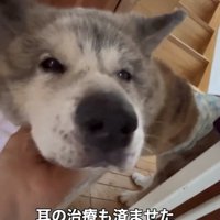 人の手に顔を預ける犬