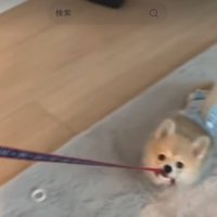 リードを咥える犬2