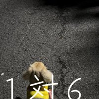 お散歩中に立ち止まったムッチョリーニくん