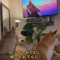 ロッキーくんが吠えています！