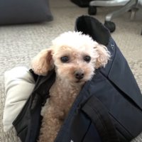 トートバッグに入るモコちゃん