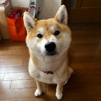 飼い主