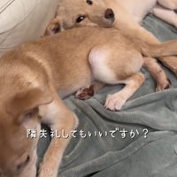 近くに来た女性を見つめる犬