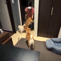 女の子に飛びつく犬1