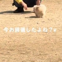 後ろを向く犬
