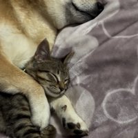 顎の下にすっぽり収まる猫