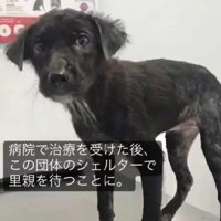 里親探しは難航した
