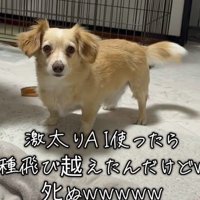 AIで愛犬を太らせてみた
