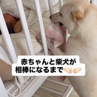 ベビーベッドをのぞき込む犬と赤ちゃん