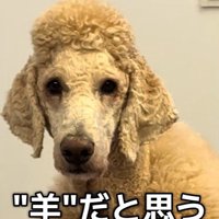 ヤギというより羊！