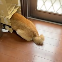 ダンボールからお尻が出ている犬