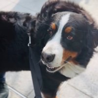 嬉しそうな超大型犬2