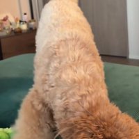 取ろうと奮闘するも…