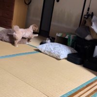 ビビちゃんを遊びに誘うイヴちゃん3