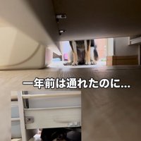 隙間に入ろうとする千幸ちゃん4