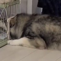 顔を突っ込んだ犬