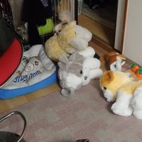 ぬいぐるみをくわえて複数のぬいぐるみに囲まれる犬