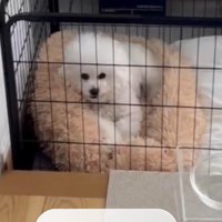 帰宅した男性を見つめるビションフリーゼ