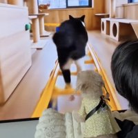 「猫いる！？」