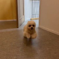 こんなに可愛くなったよ！！